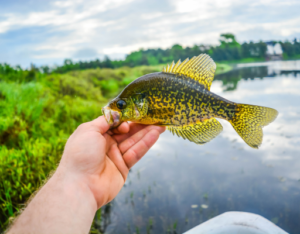 Mastering the Art of Crappie Rigs