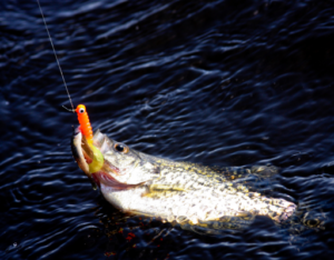 The Best Crappie Lures of 2024 -Tested and Reviewed