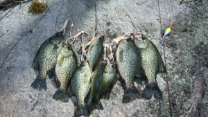 Hooked on Crappie: Essential Facts Every Angler Must Reel In