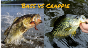 Bass vs. Crappie Fishing: Unraveling the Debate on the Water’s Most Prized Catch