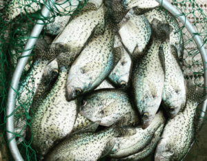 The Secret to catching crappie in the springtime.