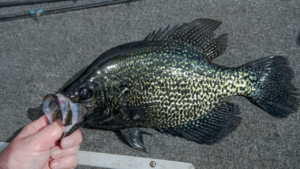 A Beginner’s Guide to Understanding Crappie Fish